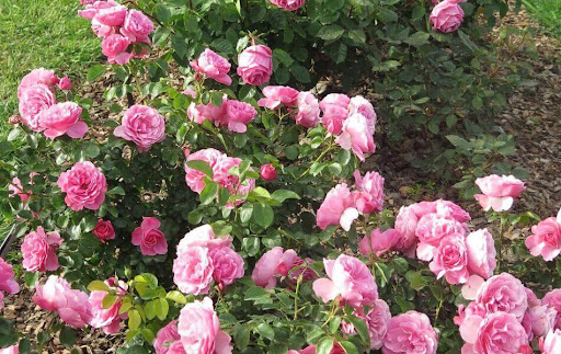 Rosier rose