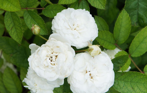 jolies roses blanches