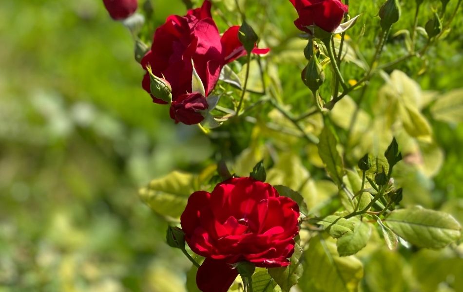 rosier remontant rouge