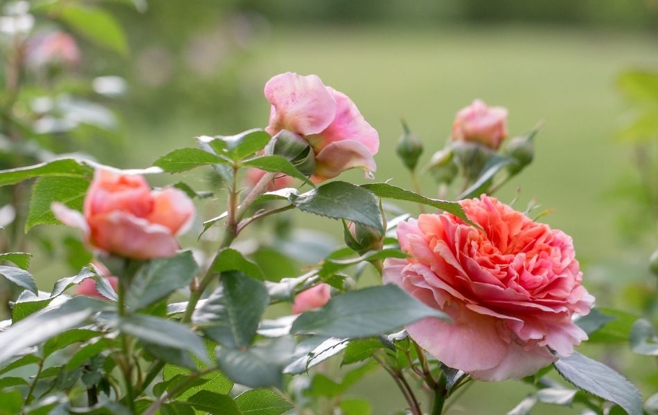 Planter un arbuste : rosier arbustif