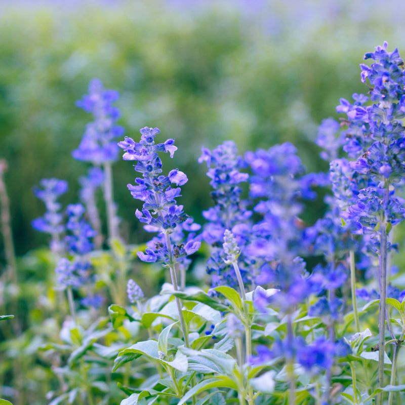 Salvia Nemorosa Bumblesky