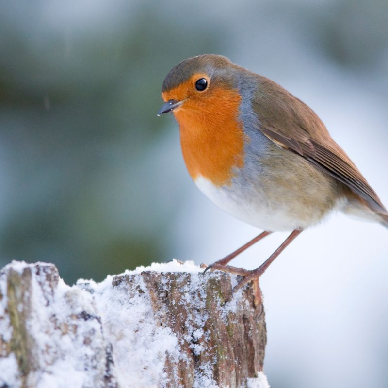 Photo d'un oiseau dans la neige