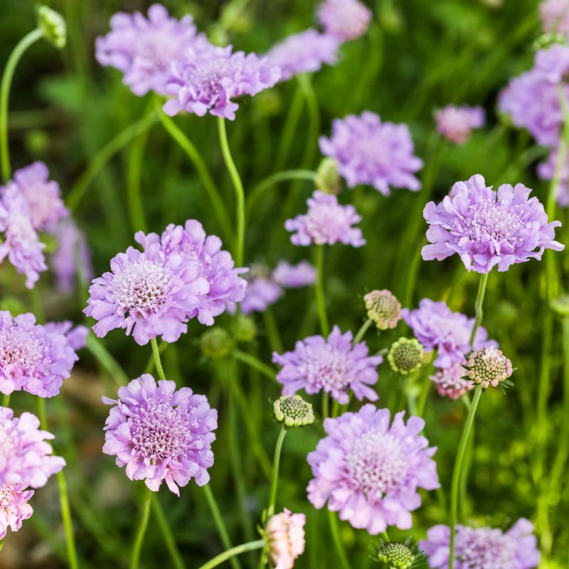 Scabieuse aux fleurs violettes