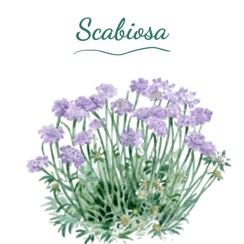 Illustration en aquarelle d'une scabieuse