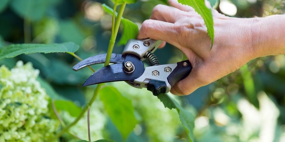 Sécateur utilisé pour couper les fleurs fanées des arbustes au jardin