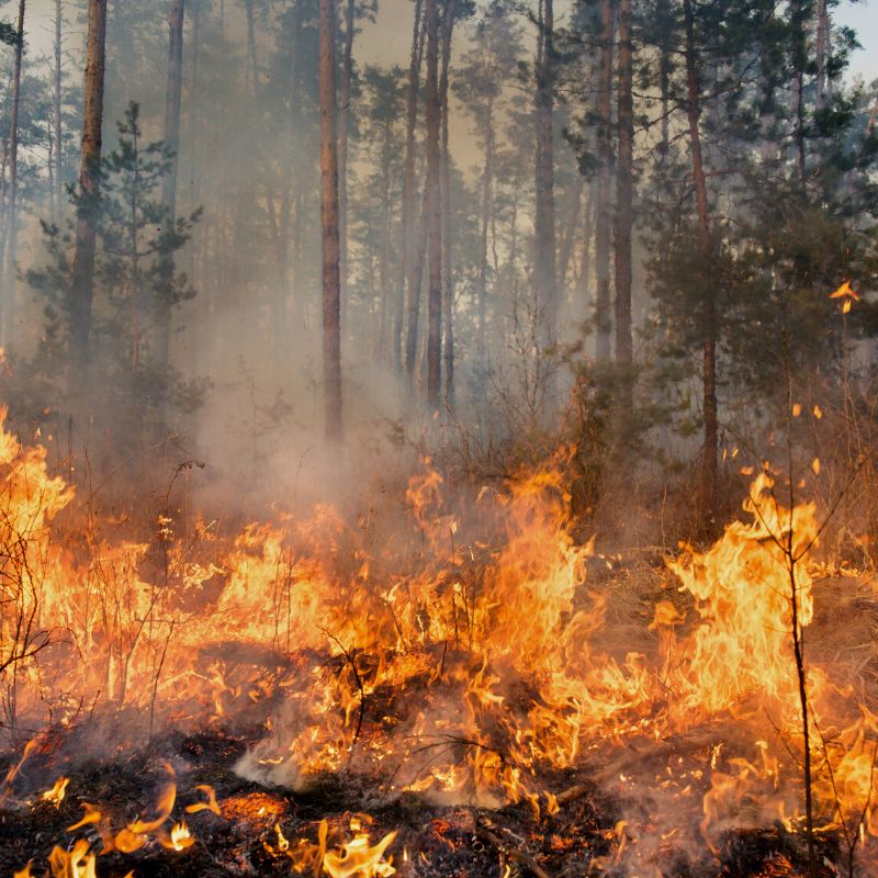 Feu de forêt