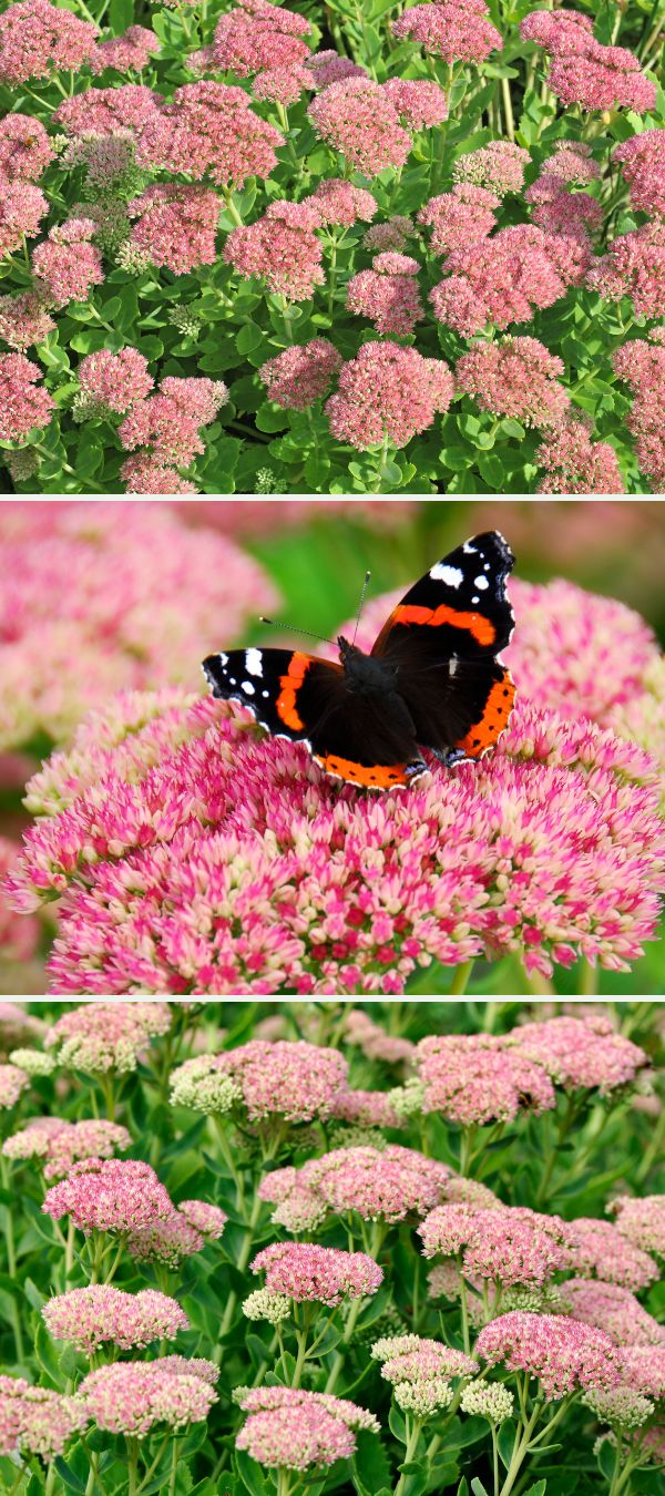 3 photos de sedum Herbstfreude