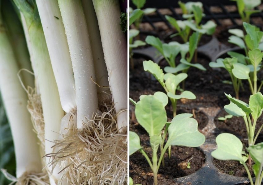 récolte et semis au potager de janvier