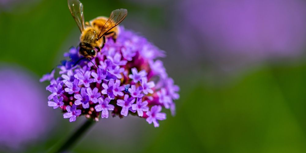 Les travaux à réaliser au jardin durant le mois de septembre