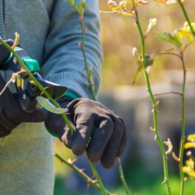 entretien du jardin durable