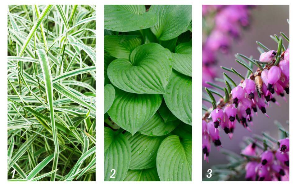 Plantes de sous-bois carex et bruyères