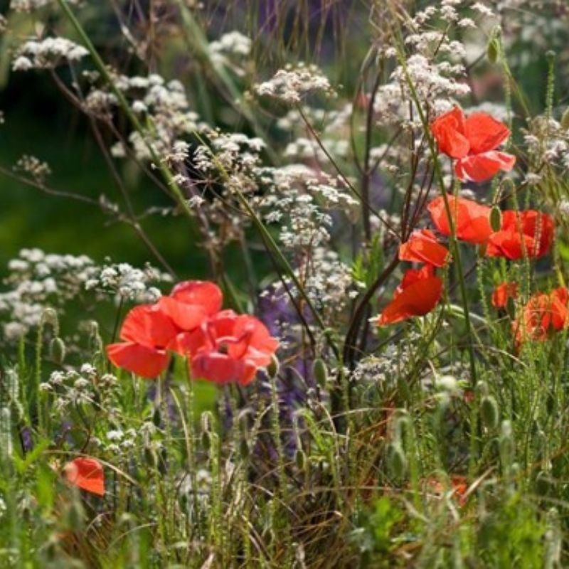 jardin plein de fleurs