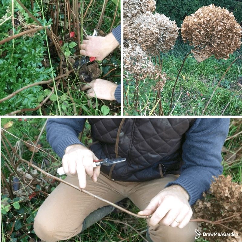 Sécateur qui taille des tiges d’hydrangeas Annabelle