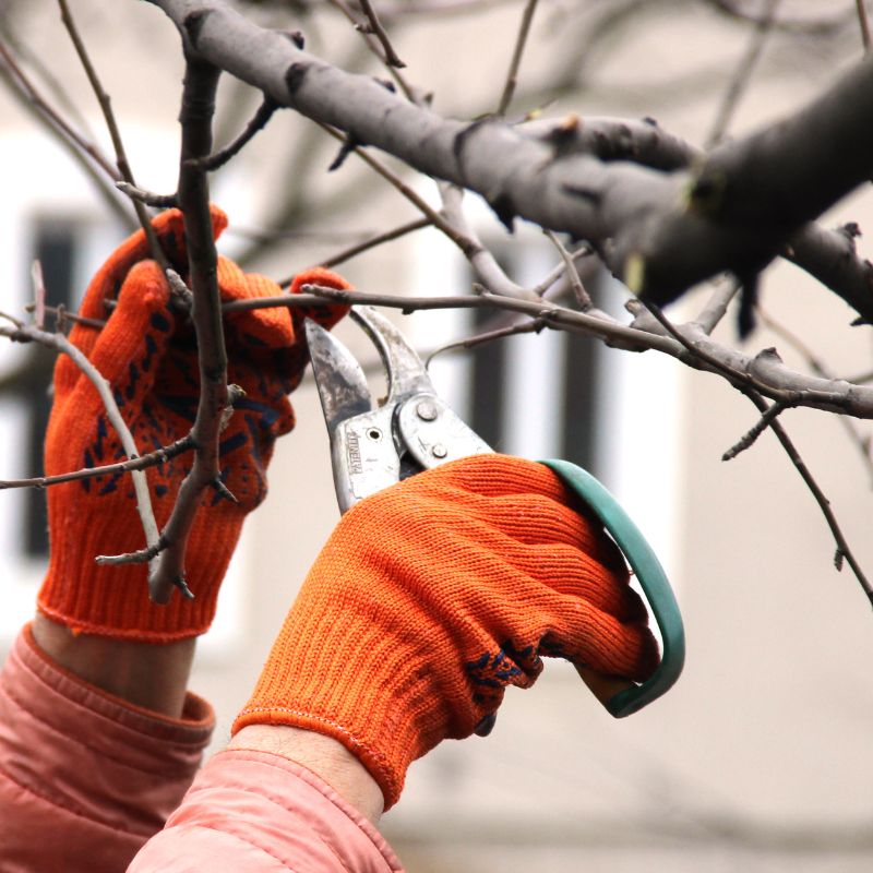 Tailler ses arbres à l'aide d'un sécateur