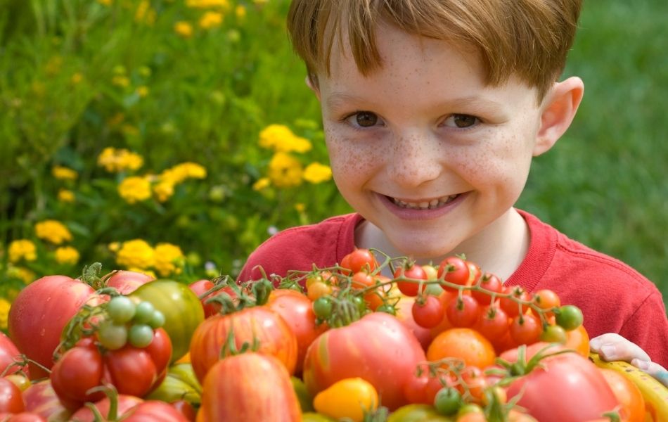 tomate du potager des enfants