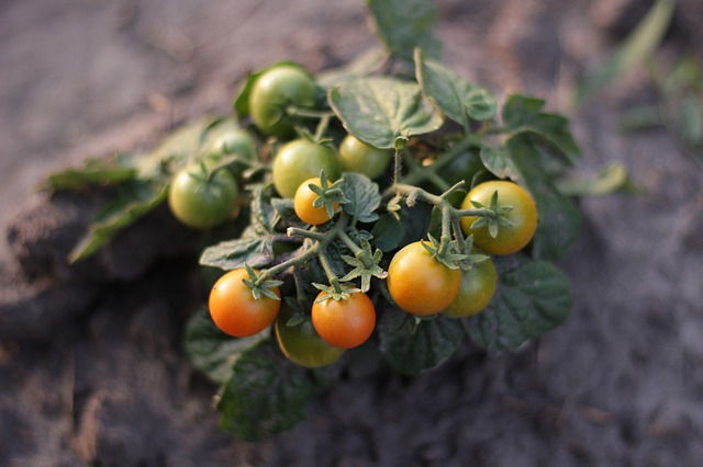 Culture de tomates cerises au potager