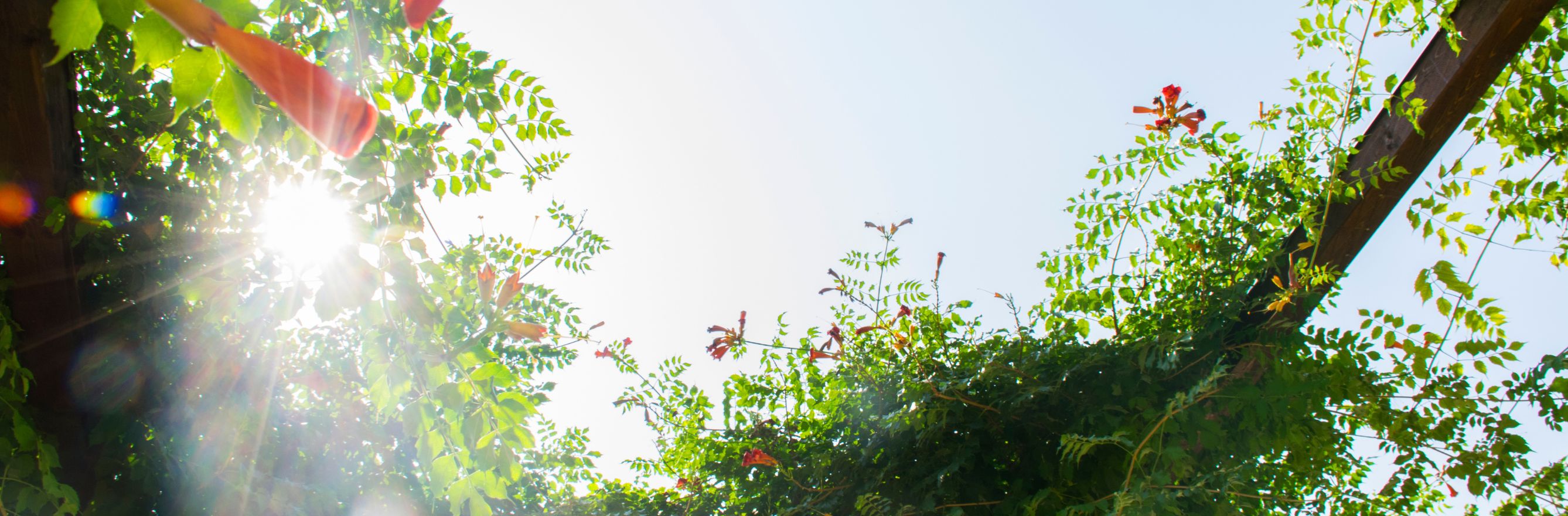 Un jardin en plein soleil