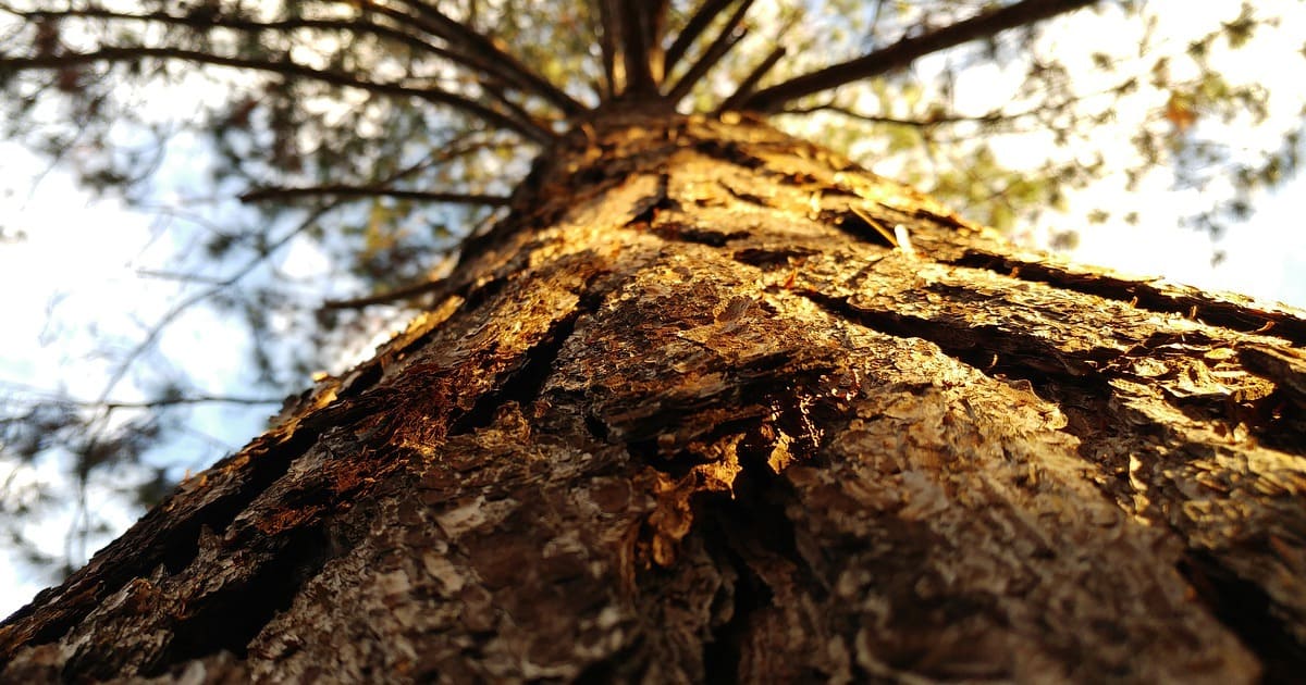 Un arbre insolite : l'eucalyptus arc-en-ciel - Blog jardin