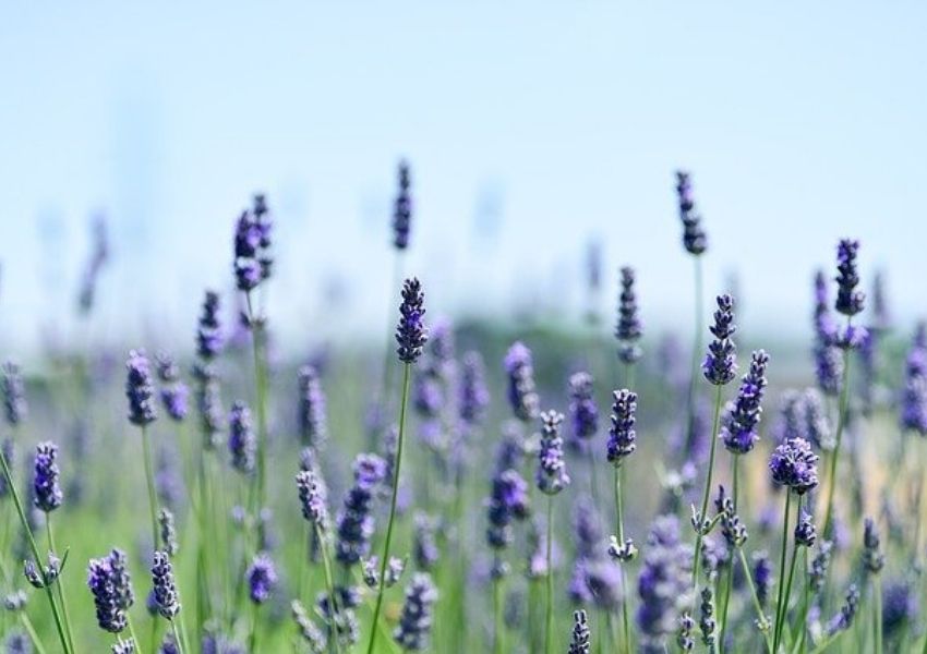 végétaux et plantes du jardin méditerranéen, la lavanve