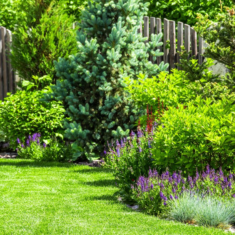 Un jardin avec de nombreux végétaux