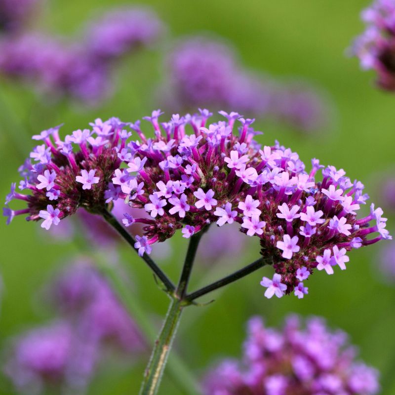 Verveine de Buenos Aires