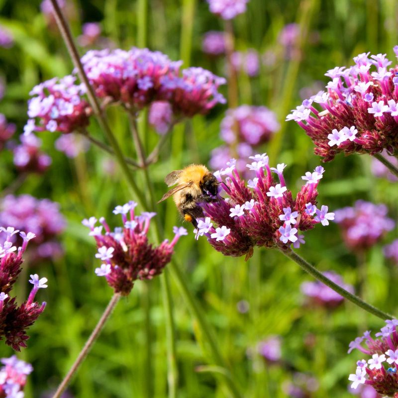 Verveine de Buenos Aires