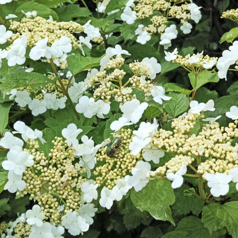 Viburnum Plicatum Watanabe