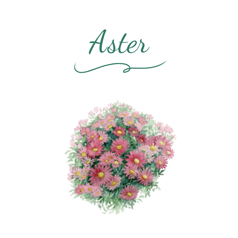 vivace aster