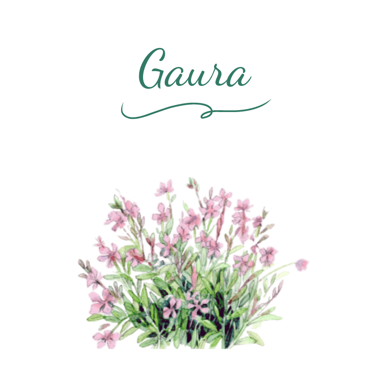 vivace gaura