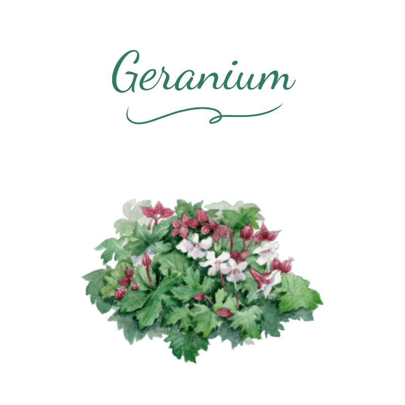 vivace geranium