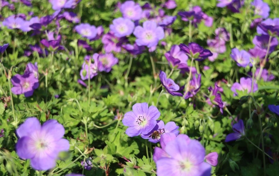 Plante couvre-sol : Géranium Rozanne