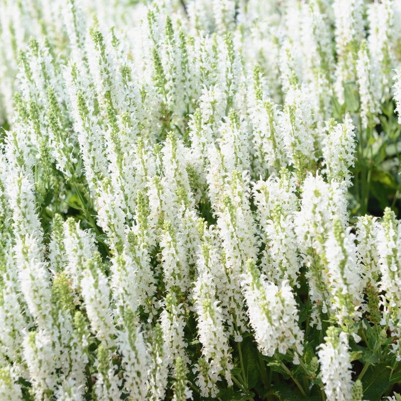 Longue grappe de fleur blanche, épis
