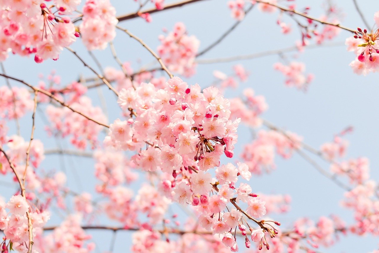 La fleur de cerisier