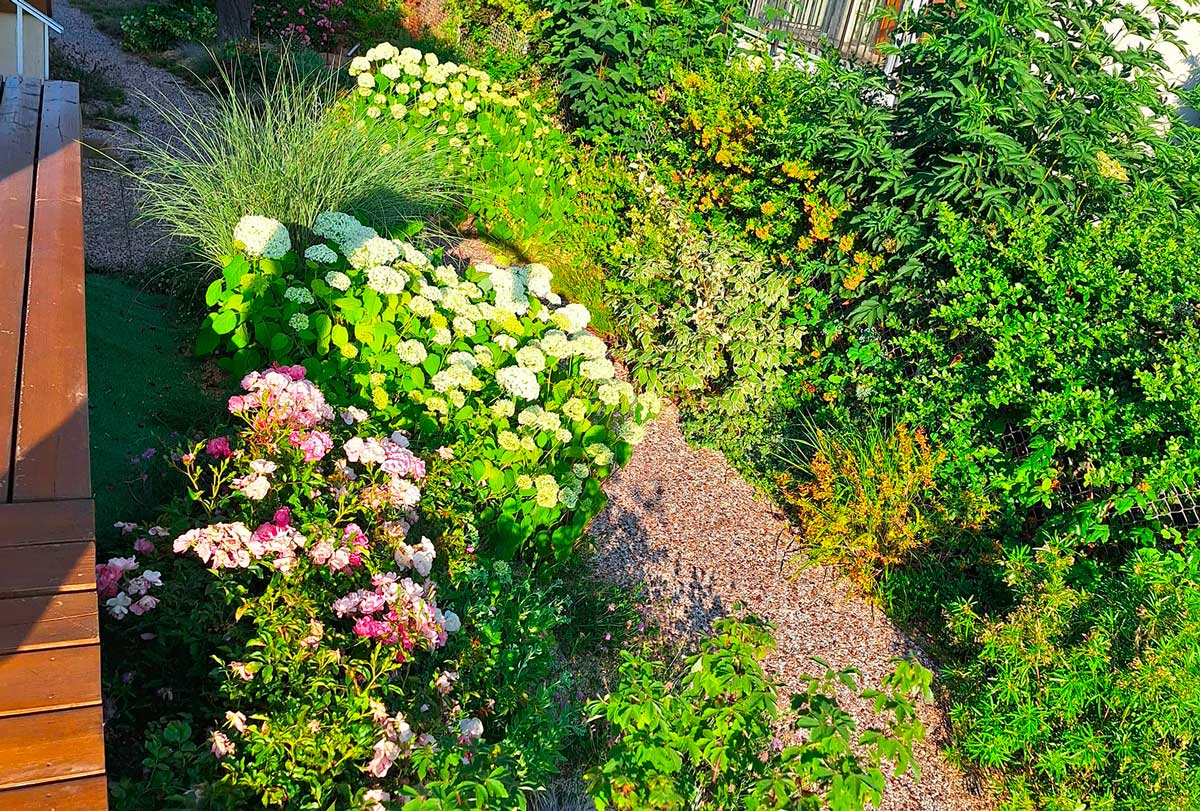 Réalisation avant après jardin nature libre après la plantation