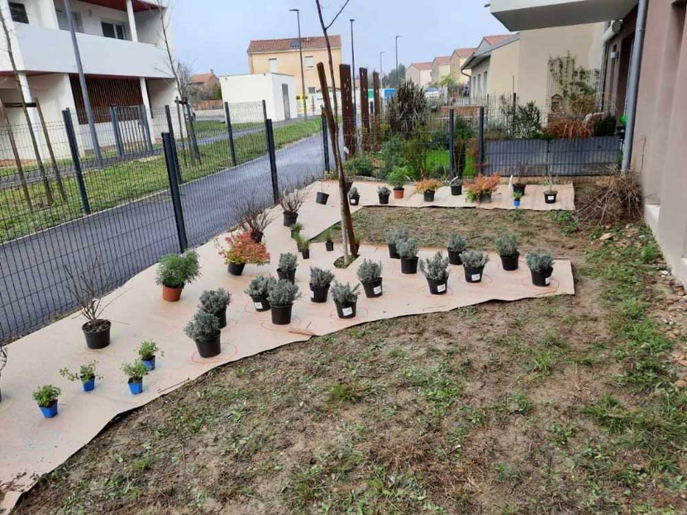 Réalisation avant après jardin méditerranéen pendant la plantation