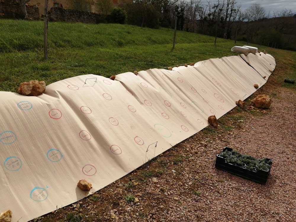 Réalisation avant après jardin méditerranéen pendant la plantation