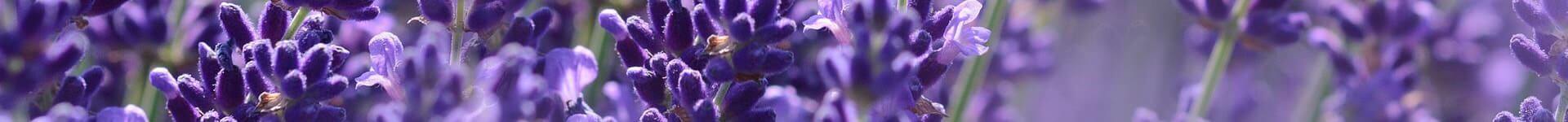 Close-up of bees foraging for lavender