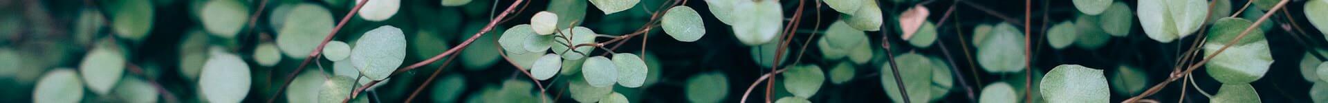 Close-up on plant with creepers and small heart-shaped leaves