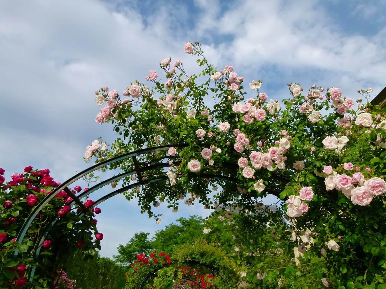 arches avec rosiers grimpants