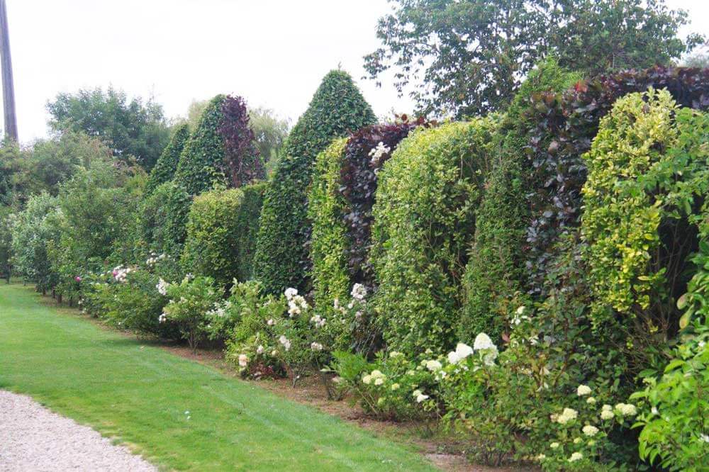 large hedgerow with white ydrangeas at the foot of the hedge