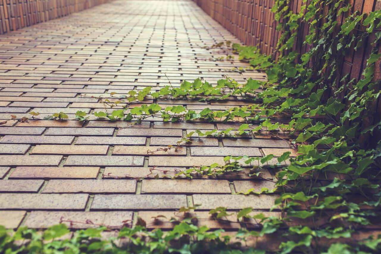 ivy overflowing on the ground of a paved street