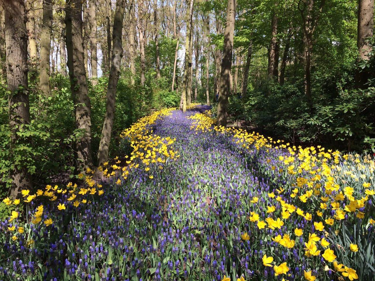 allée entièrement couverte de fleurs violettes et jaunes dans forêt