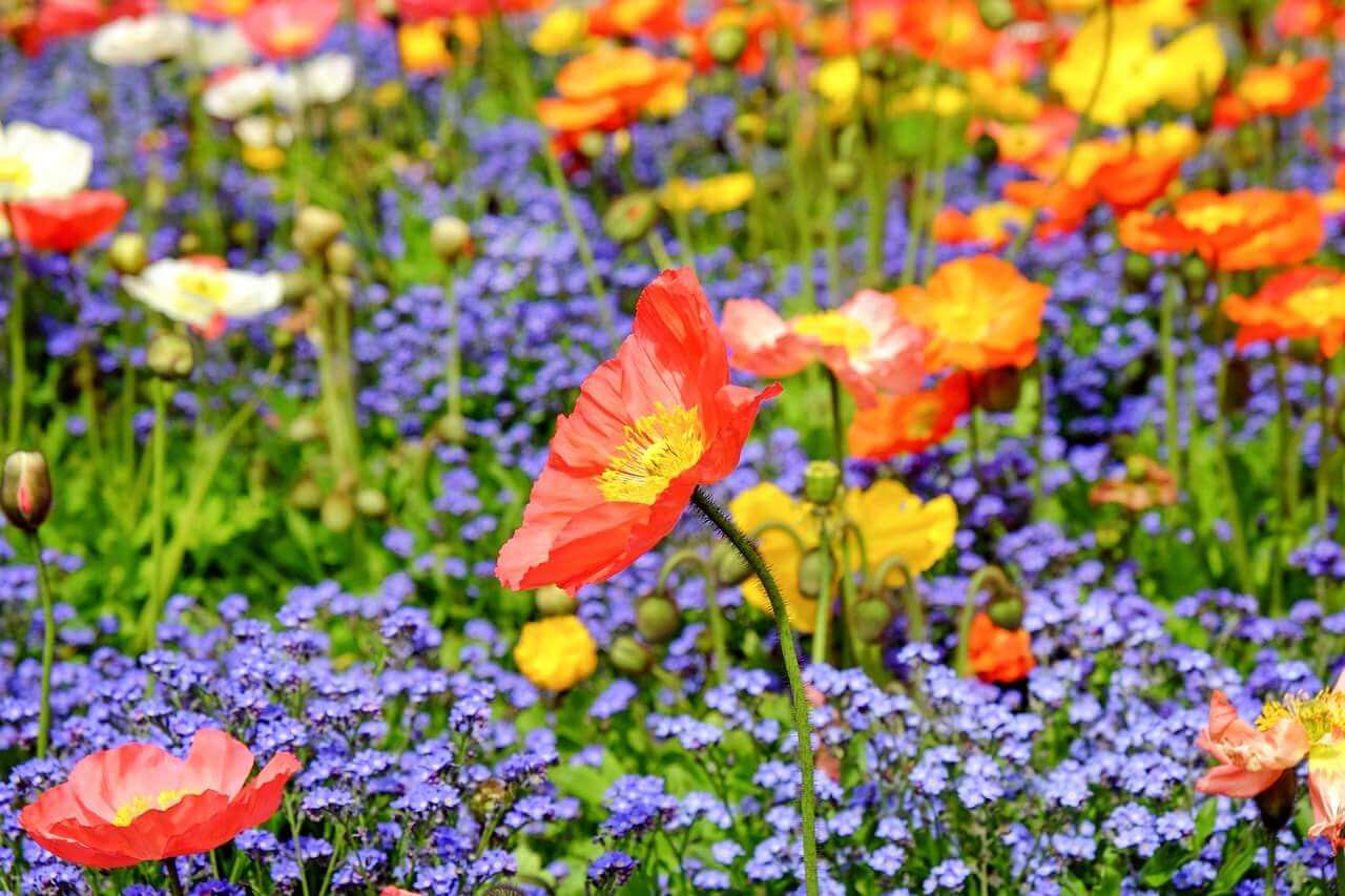 zoom sur fleurs rouges, jaunes et violettes d'un champ sauvage