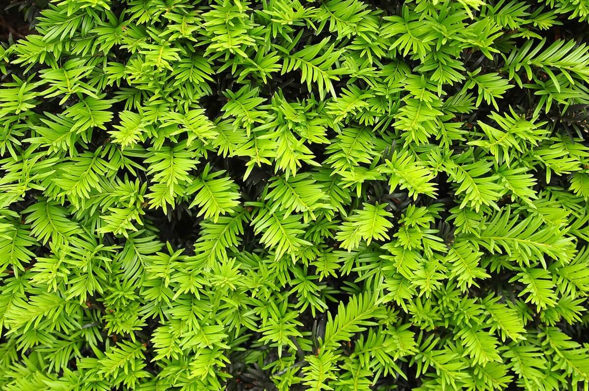 Haie de feuilles vertes pour inspiration du Jardin Nature et Structure