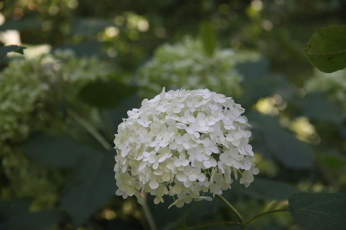 Hydrangea blanc pour inspiration du Jardin Nature et Structure