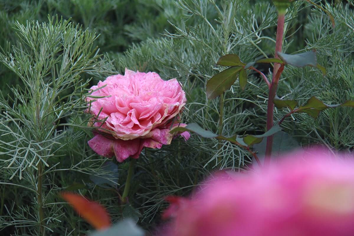 Fleur rose pour inspiration du Jardin Nature et Structure