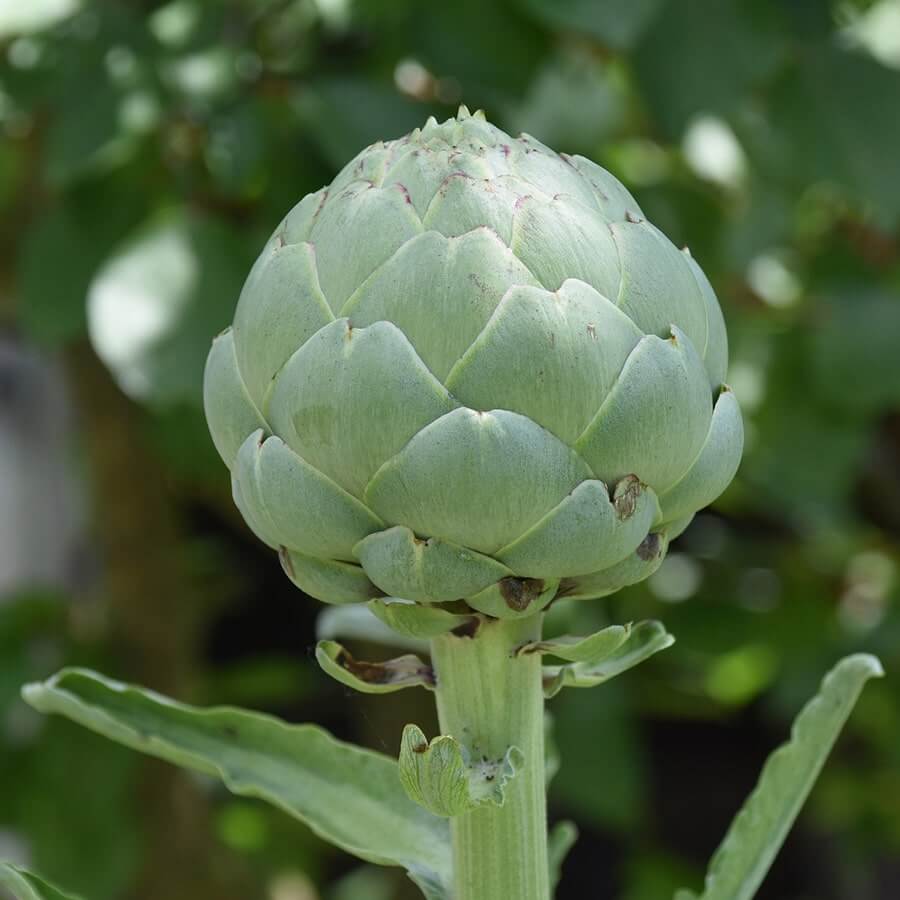 artichoke's foot of the nourishing garden before picking