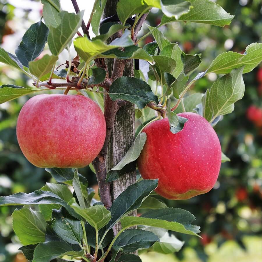 pomme rouge sur pommier colonnaire