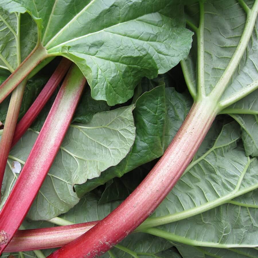 stalks of cut rhubarb of the nourishing garden