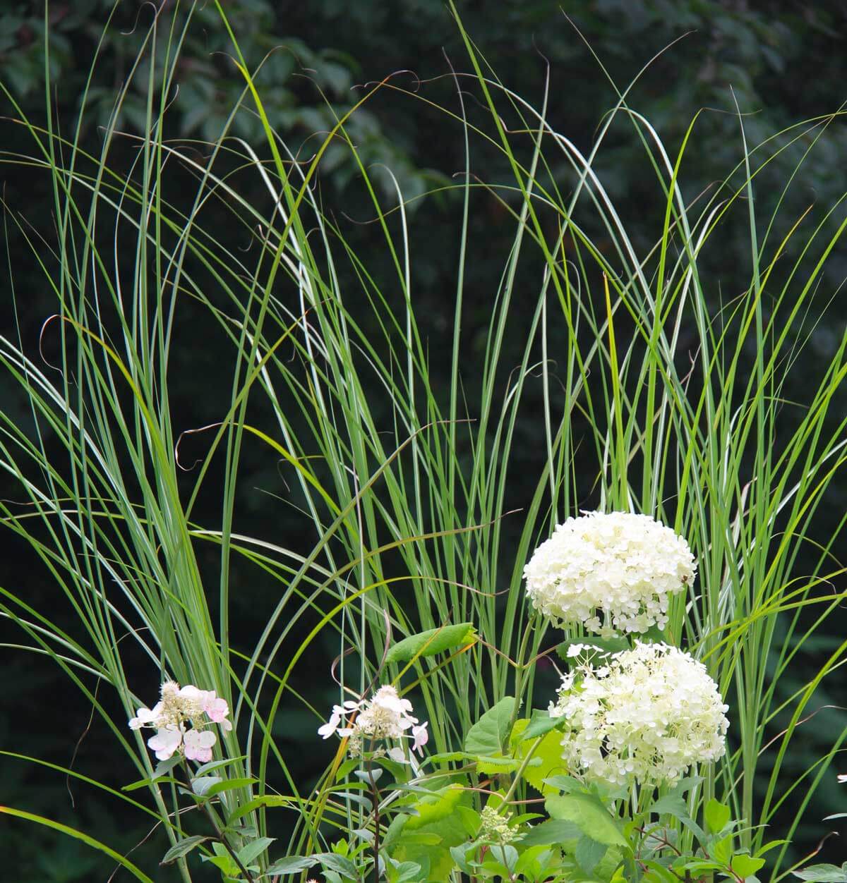 gros plan sur des fleurs d'annabelles blanches devant un miscanthus